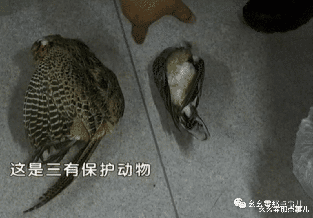 幺幺零那点事儿 在北京打猎的人可不少呢！热成像仪配猎狗，四位野鸟杀手被刑拘