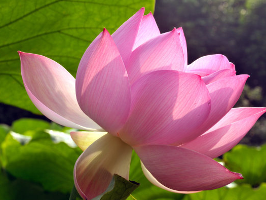 星临天下|9月中旬开始，4属相开门迎喜，桃花旺盛，财运亨通，日子喜洋洋