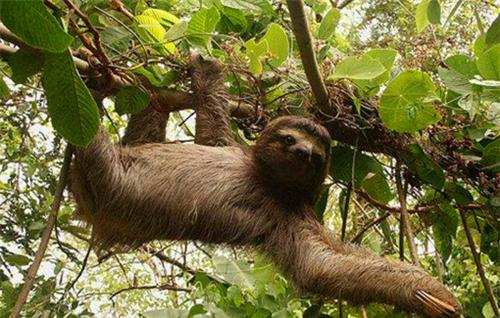 暗物质 巴西发现一条13000年前的隧道，诡异无比，科学家：建造者不是人