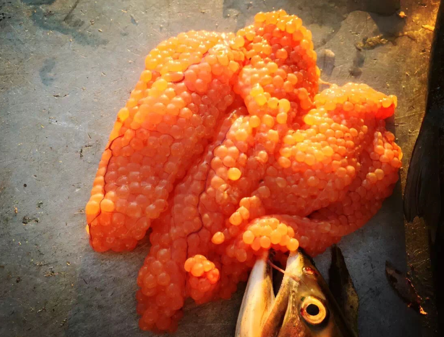 |2万元环游世界系列：这地方是吃货胜地，钓者天堂，关键去还方便