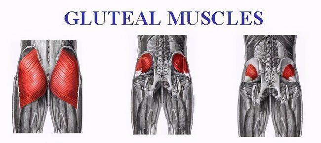 哺乳动物 人类的屁股有多奇特：自然界独一无二，由猿进化成人最重要的标志