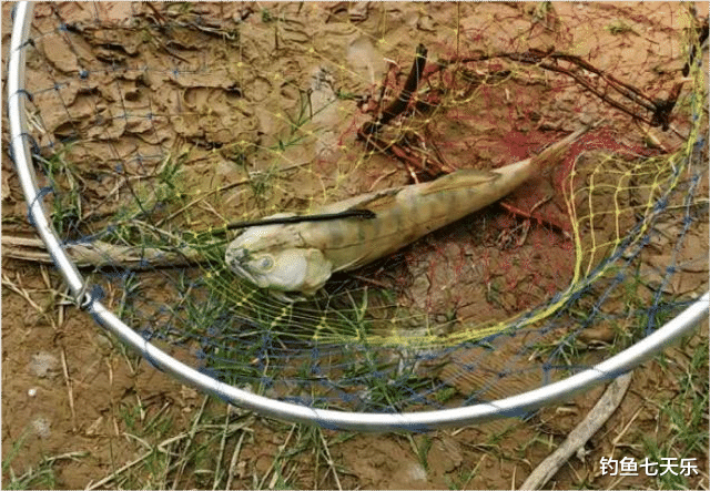 龙马潭|黄河排沙对鱼类来说是个劫难！到处都是死鱼，还能钓到鱼吗？