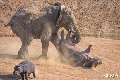 银河系 非洲五霸中哪个最厉害？