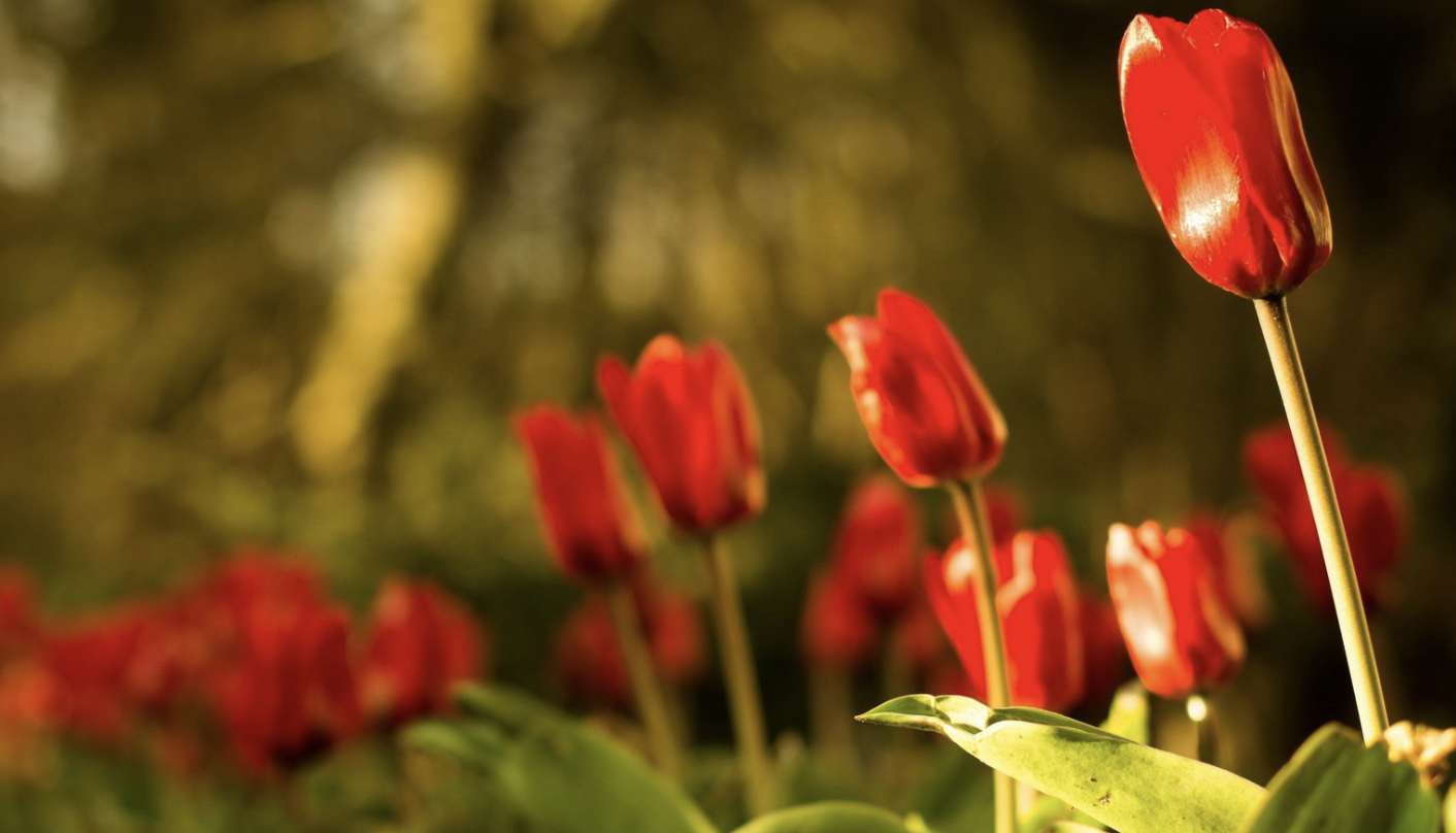 生肖夜读 10月下旬，朝朝暮暮，盼爱回头，3生肖相思苦短，情深不负，再爱一回