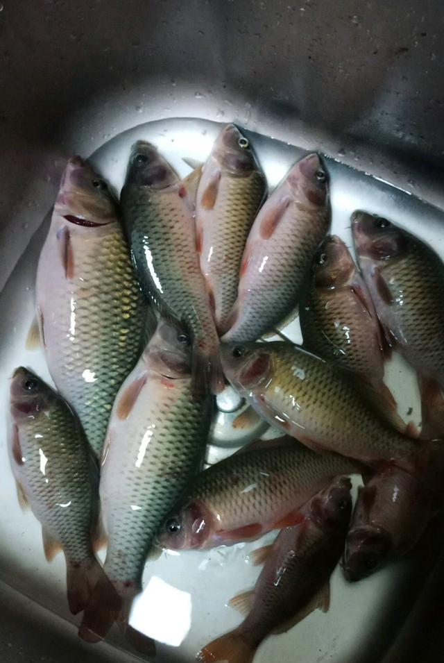 邕江|邕江里禾花鲤越来越多,有人一条钓几十条,可惜太难吃?