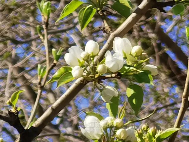 哈尔滨新闻网 森林草原火险黄色预警继续发布丨今明两天比较凉，26日暖脊“光顾”气温小升