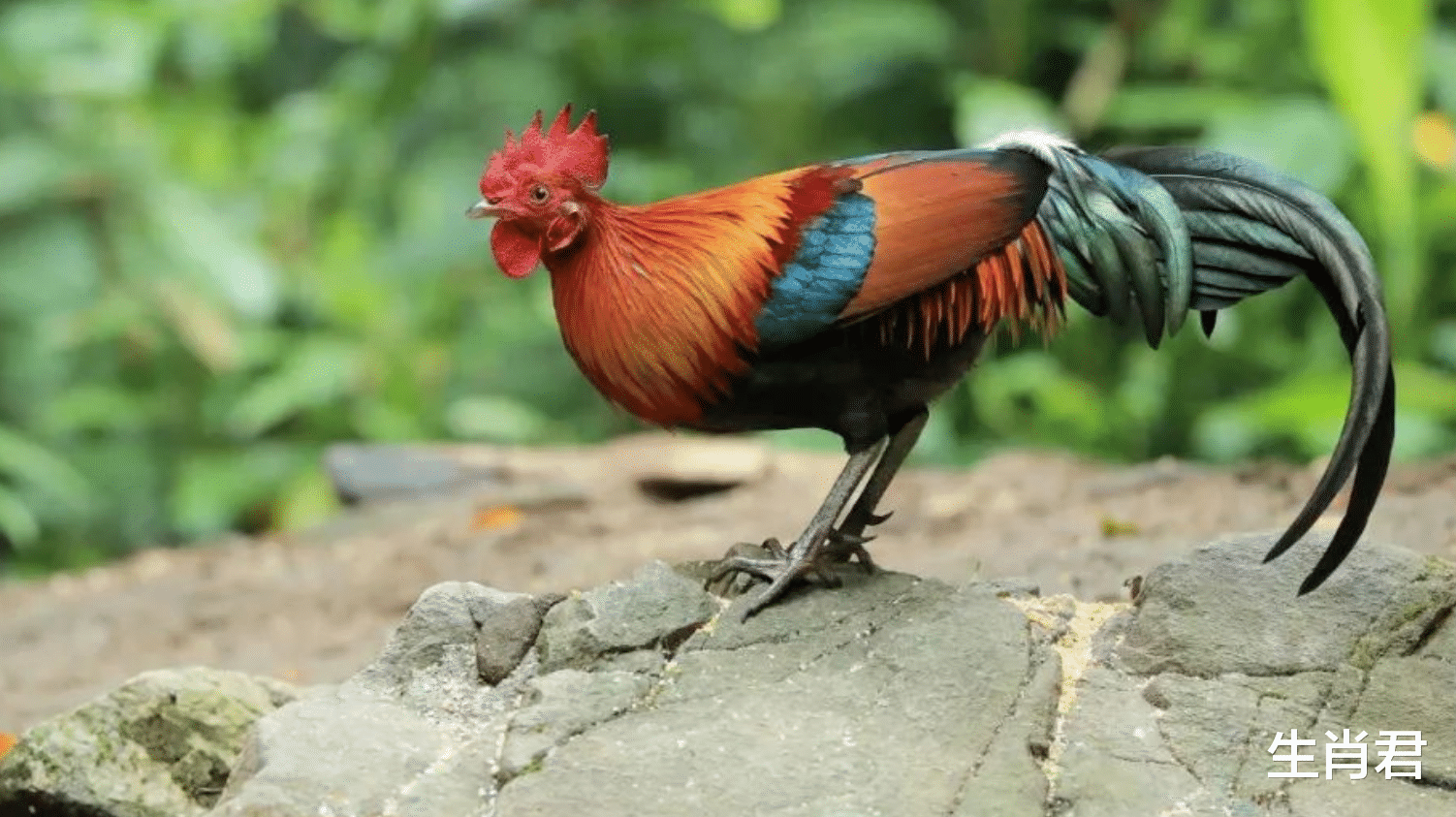 属鸡|属鸡人从职场小白逆袭公司骨干，靠的不是一朝一夕，而是持续奋斗