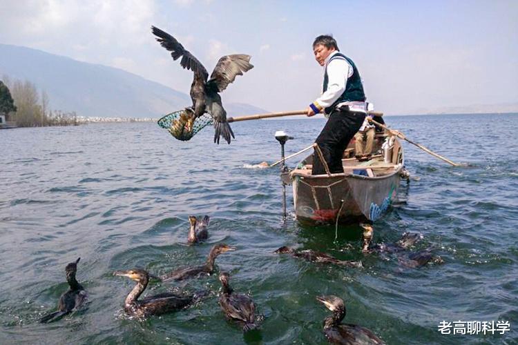 洱海 洱海的“贪心”：2次引入外地鱼，土著鱼崩溃，坐实西瓜换芝麻？