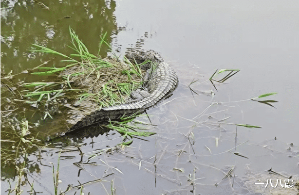|“终于找到个清静地钓鱼,就看见条大玩意,朋友还骗我说是木头!”哈哈哈