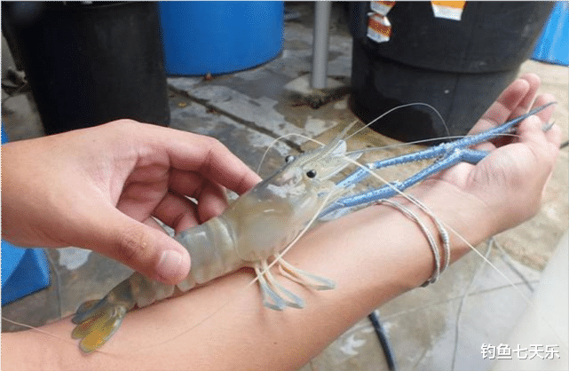 湄公河|“超级虾”现身江苏，最大能长1斤多！钓鱼发烧友远赴湄公河探钓