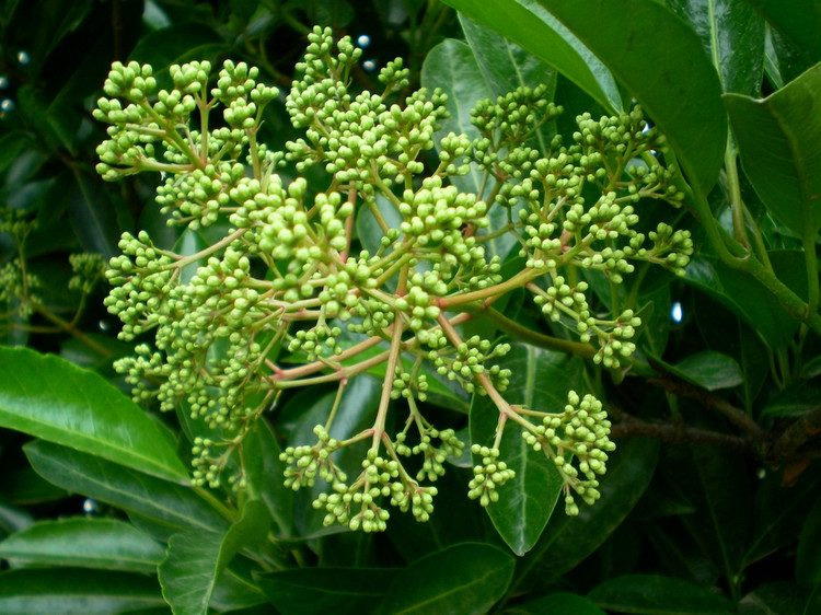 庭院设计| 8种可以做围墙的植物,围上一圈,让你的院子优雅又美观