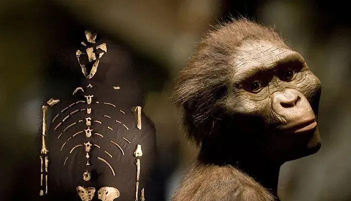 人类的起源 人类的起源到底是怎样的？真的是由猿进化而来的吗？本文给你揭秘