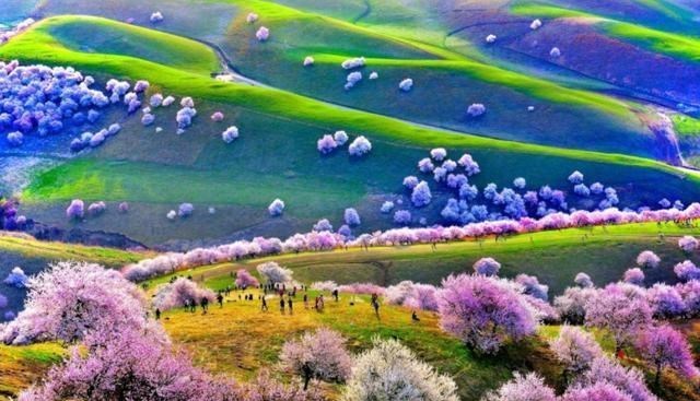 穷游 新疆花谷“火了”，吸引15架“央视”无人机，30000亩杏花成地标
