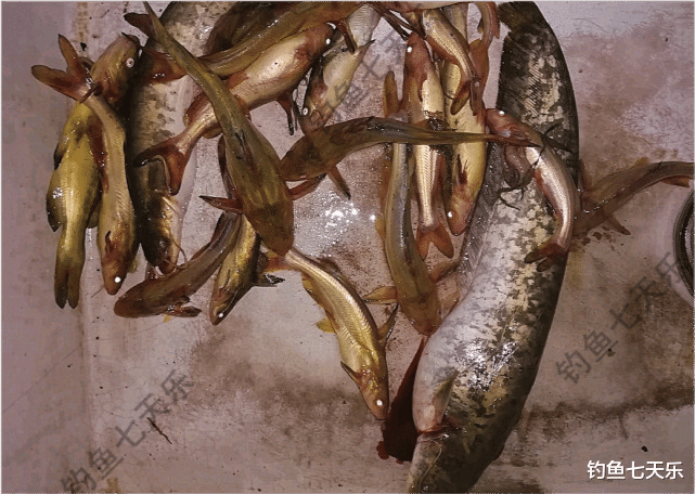 池塘|黄河涨水，“牛尾巴”鱼被冲了出来！有钓鱼人一晚上钓了几十条