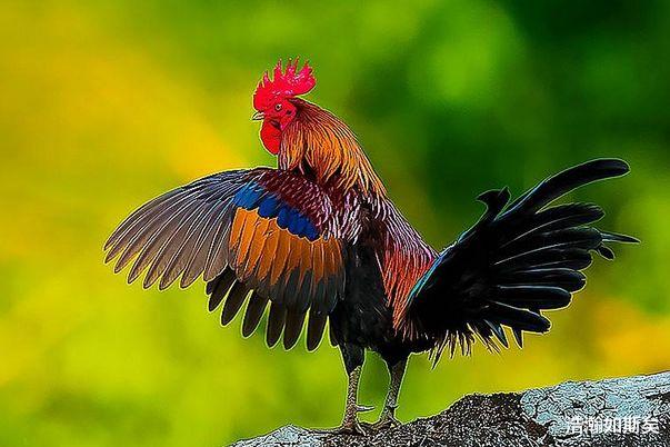 浩瀚如斯矣|生肖鸡：7月鸿运当头，诸事皆有贵人相助