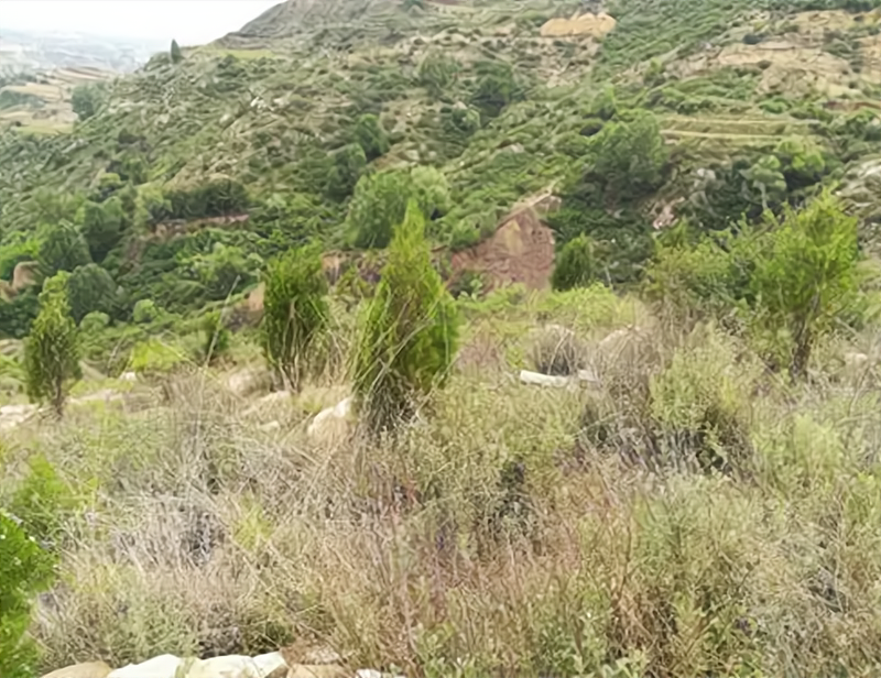 桂阳 因爱杀人的姐姐：佛山活埋兄妹案