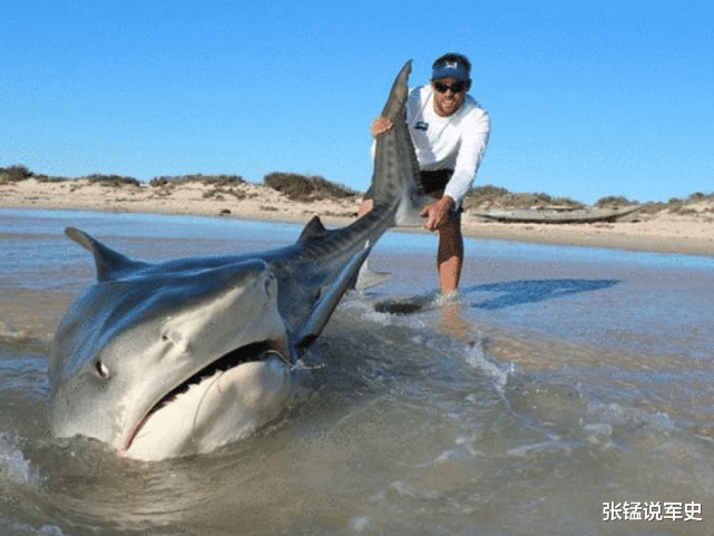 基因 400多年过去了，那条从明朝活到现在的鲨鱼，如今啥样了？