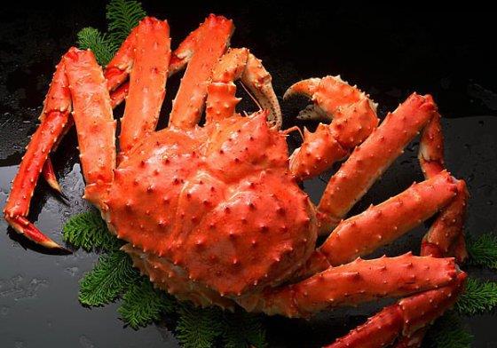  帝王蟹如果入侵全世界会出现什么后果？能否靠吃来“拯救世界”