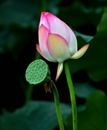 星临天下|未来一周，吉星进门，4属相运势上涨，吉祥如意，喜事多多