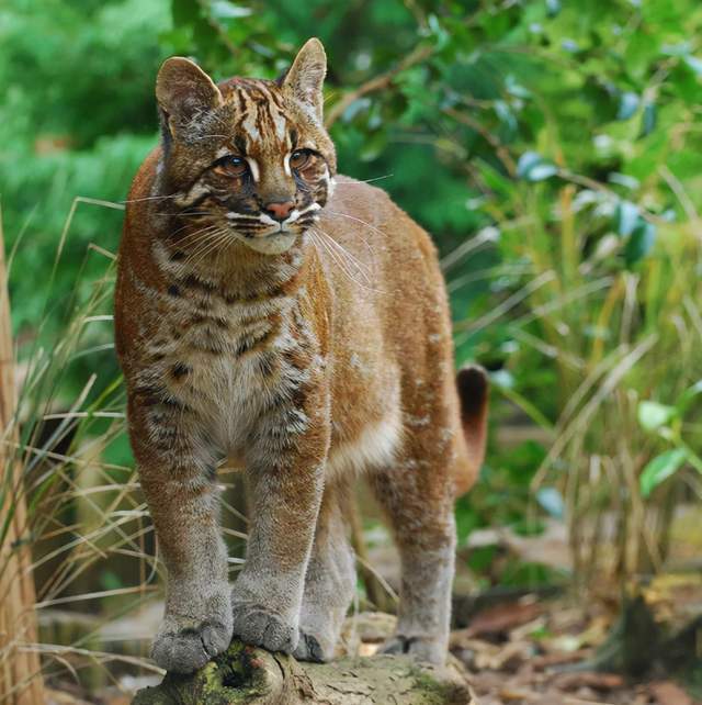广西扶绥发现神兽金猫，凶猛霸道，敢对野猪下手