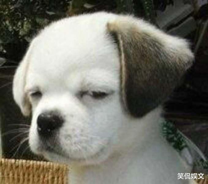 王千源|王千源天价片酬引热议，导演陈嘉上发文怒斥，以后谁还敢跟他合作啊？