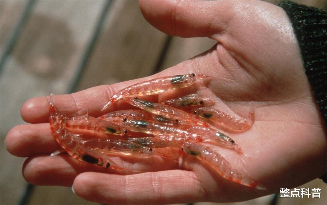 南极磷虾:10亿吨的“海上金矿”,为什么说中国或是最大受益者?