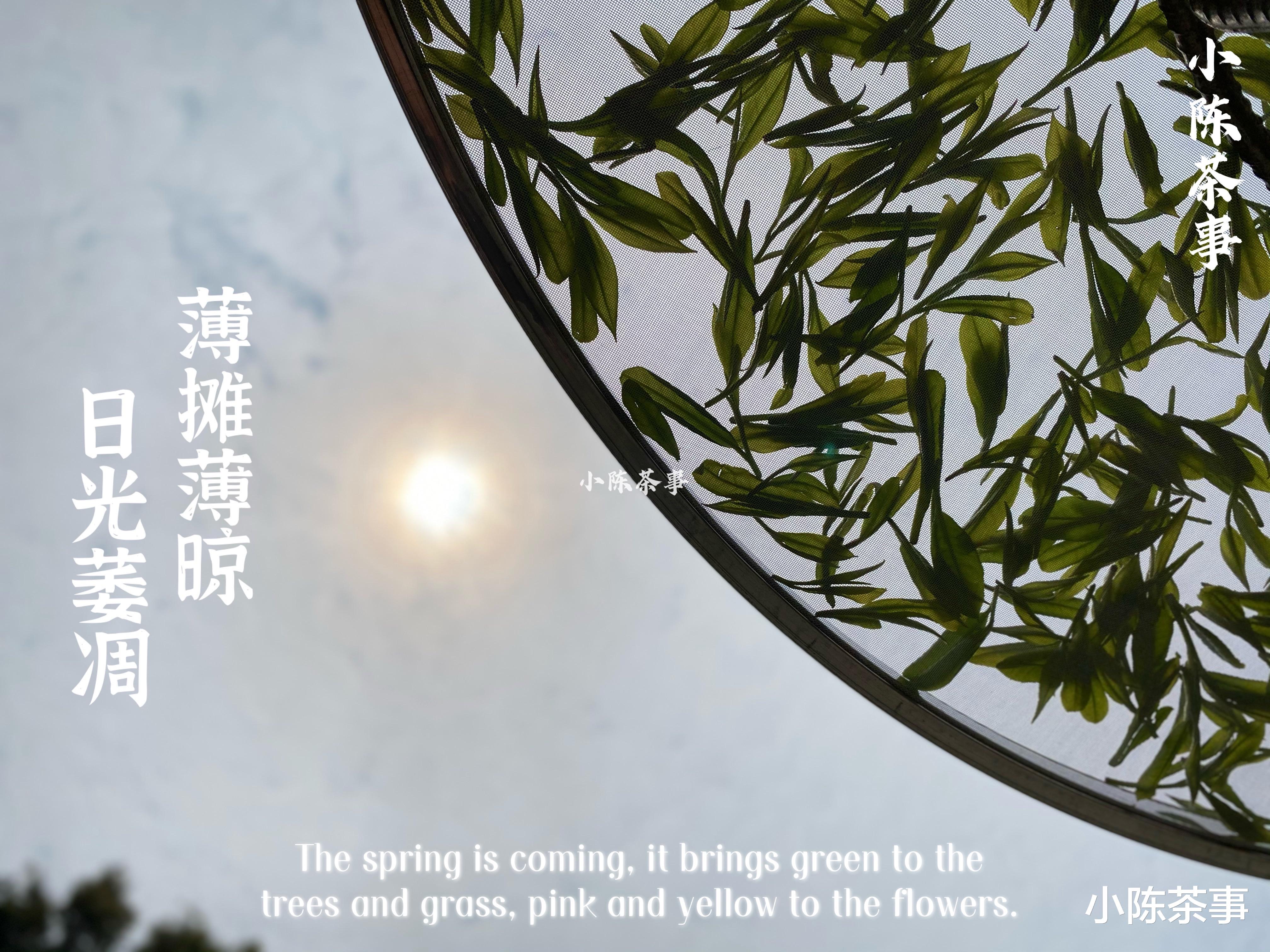 茶叶|洗茶真的更加卫生吗?白茶、绿茶、红茶,都需要洗一遍才能喝?