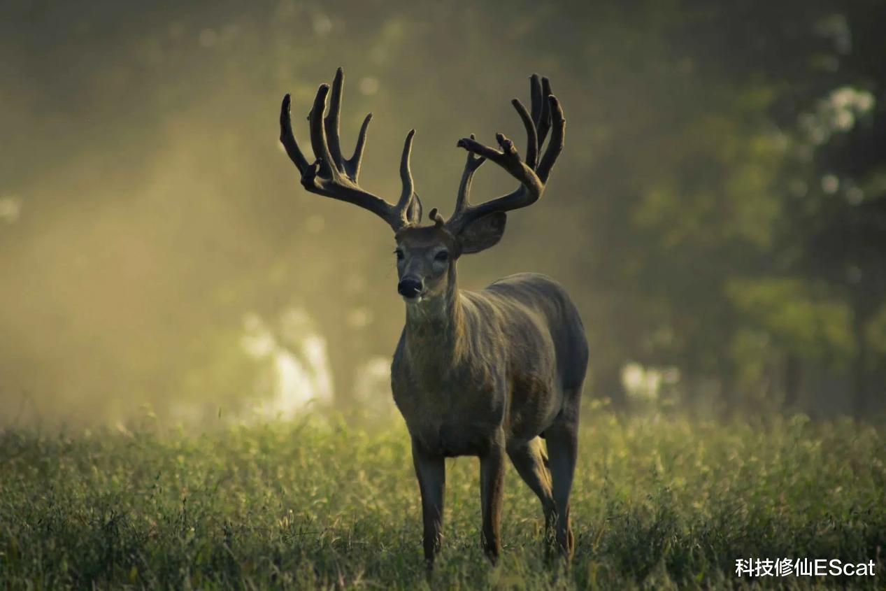 科技修仙EScat|新冠病毒不再只杀死人类，现已扩散至野生动物，美国鹿群普遍感染