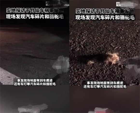 车祸 实地探访于月仙车祸现场：目击者称骆驼内脏被撞得飞散遍地