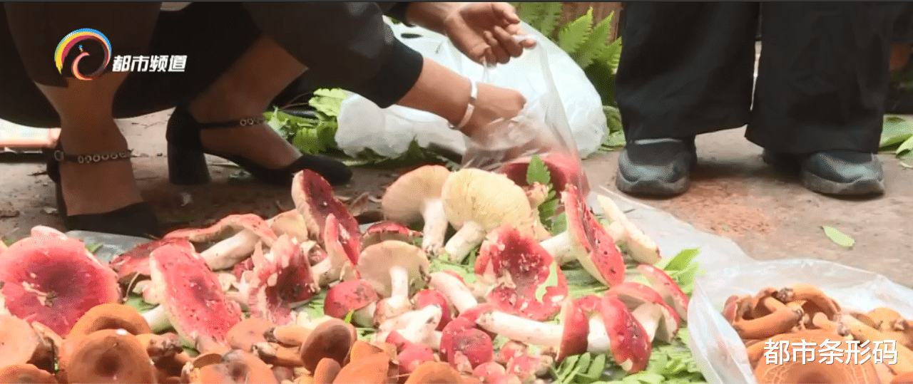 宜宾|普洱各地野生菌上市季 预防中毒很重要
