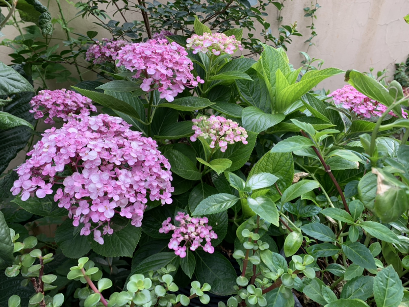 谁说阳台朝北养不了花？5种花，就适合北阳台，耐阴又皮实