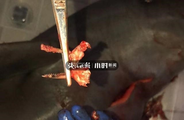 冰研未来 从钱塘江江豚被“刺杀”，牵扯出汪刺鱼“怪异”的武器！