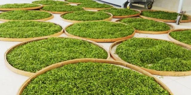 绝情的雁 抓住手边的春色，快来咱商洛人身边的茶园采茶、品茗吧！