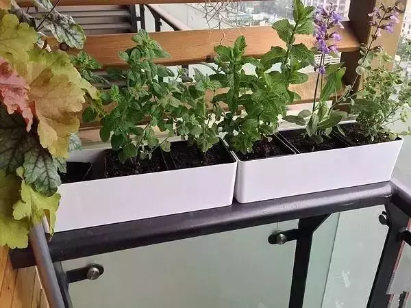 装修设计精选|朋友家阳台花园非常漂亮，我就纳闷，他家不用晒衣服吗？