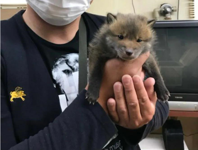 底层好声音 男子路边捡了一只“小狗”,越养越不对劲,兽医劝他赶紧送走