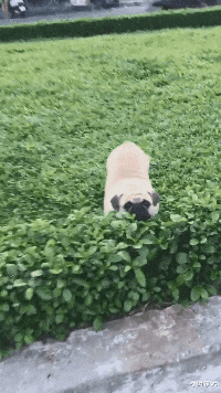 小叶娱记 被蜜蜂蛰了,奶奶说拔罐逼出毒血就好了”,但为啥却越长越大...