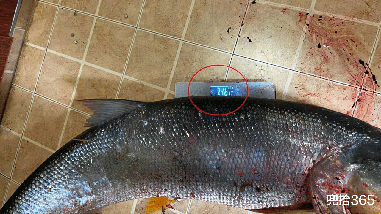 湖南|湖南一男子户外野钓，意外收获“米级”大鱼，直接躺地上当参照物