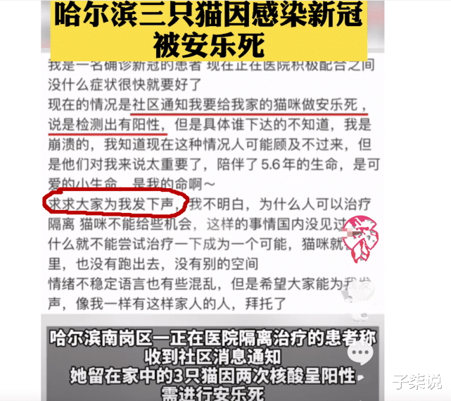 安乐死 家里3只猫确诊后安乐死，女子拒绝签字并质疑：为什么我的猫不能救治？