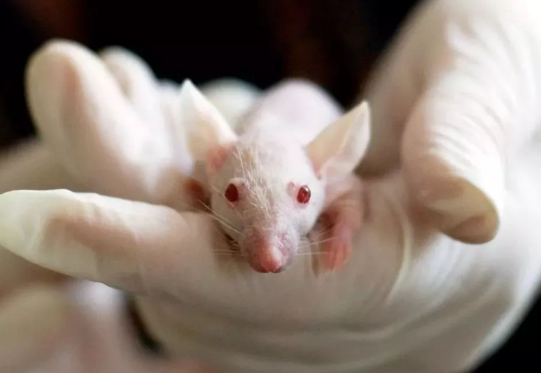 中国科学院 一个特殊病例：在死后10分钟还检测到大脑活动？死后真有生命吗？