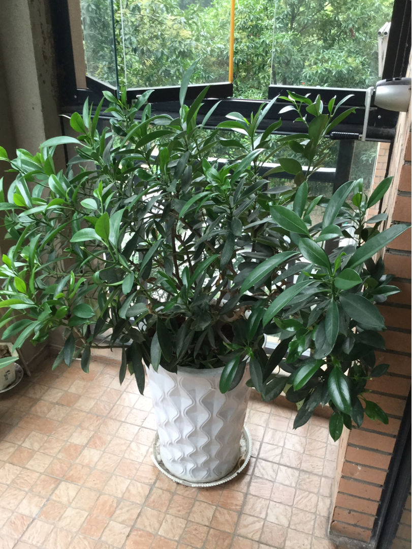 植物|5种花养在办公室，皮实好养，还有“财源滚滚”好兆头