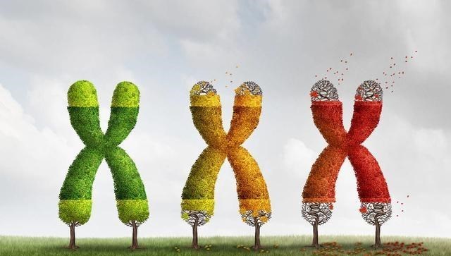 细胞分裂 人类极限寿命是多少岁？研究表明，人类或无法“战胜”衰老！