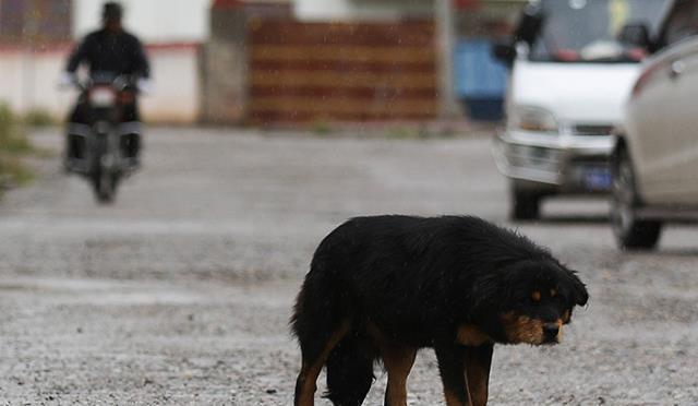小超侃事|曾以拥有纯种为荣，如今成野狗，炙手可热的藏獒为何被“弃养”？