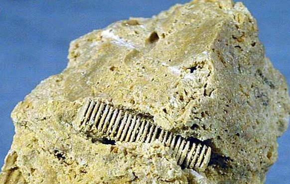 陨石 史前“巅峰时代”被揭开，3亿年前的螺丝，在石块中出现