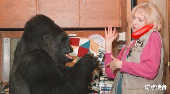 科学家 大猩猩要变成人了？爱撸猫、会1000多种手语，智商无限接近人类