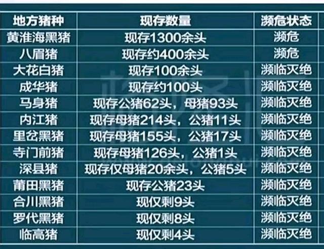 小小潮潮 中华土猪面临绝种危机,那些被遗弃的中华土猪,还能翻身吗?