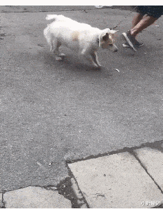 小叶娱记|神回复：“点餐的会是什么样的人？”网友：肯定是个热心人啊！