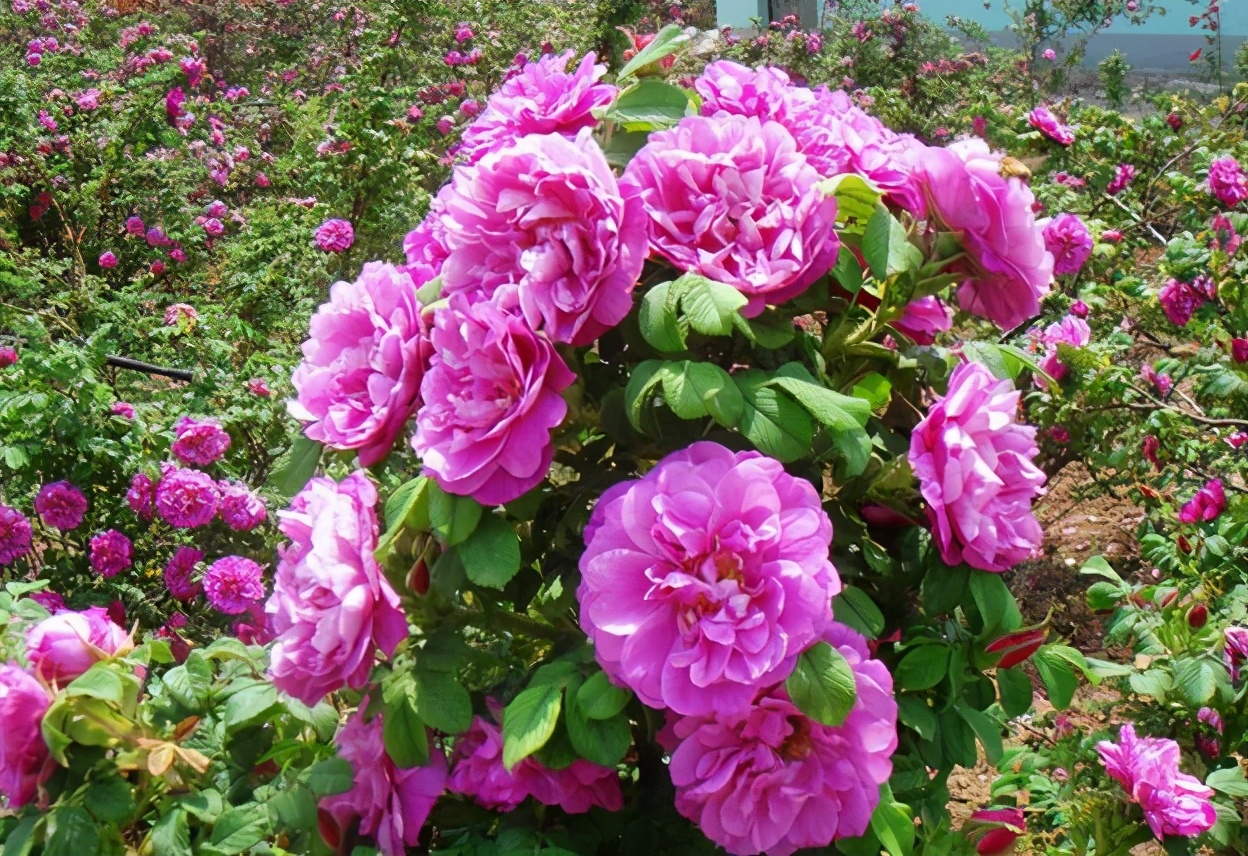 玫瑰|“漂亮花”，养人又养心，好看又好吃，是老中医的最爱