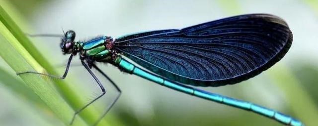  涨“姿势”了！生物课本上不会出现的，12个关于动物的小秘密