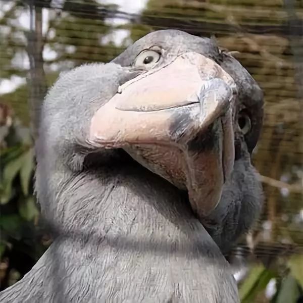 鳄鱼 鳄鱼也不放过的鞋头鸟,为什么会向人鞠躬,甚至拔羽毛送人?