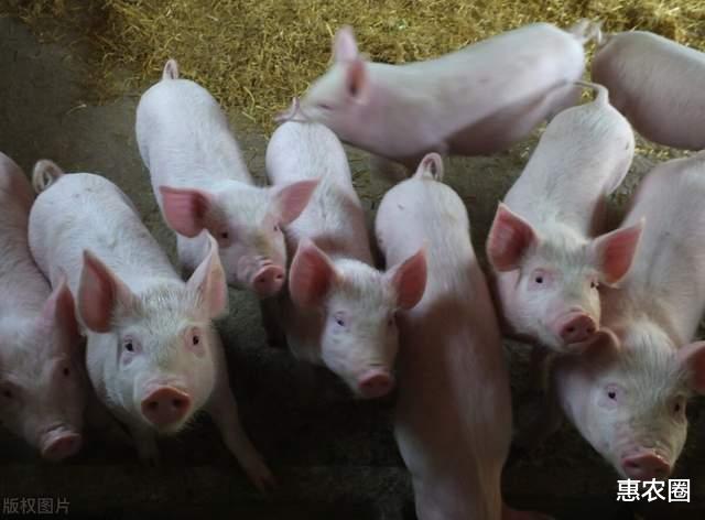 生猪价格 29日猪价没守住8元，6月1日-15日，猪价有何逆转？会猛涨吗？